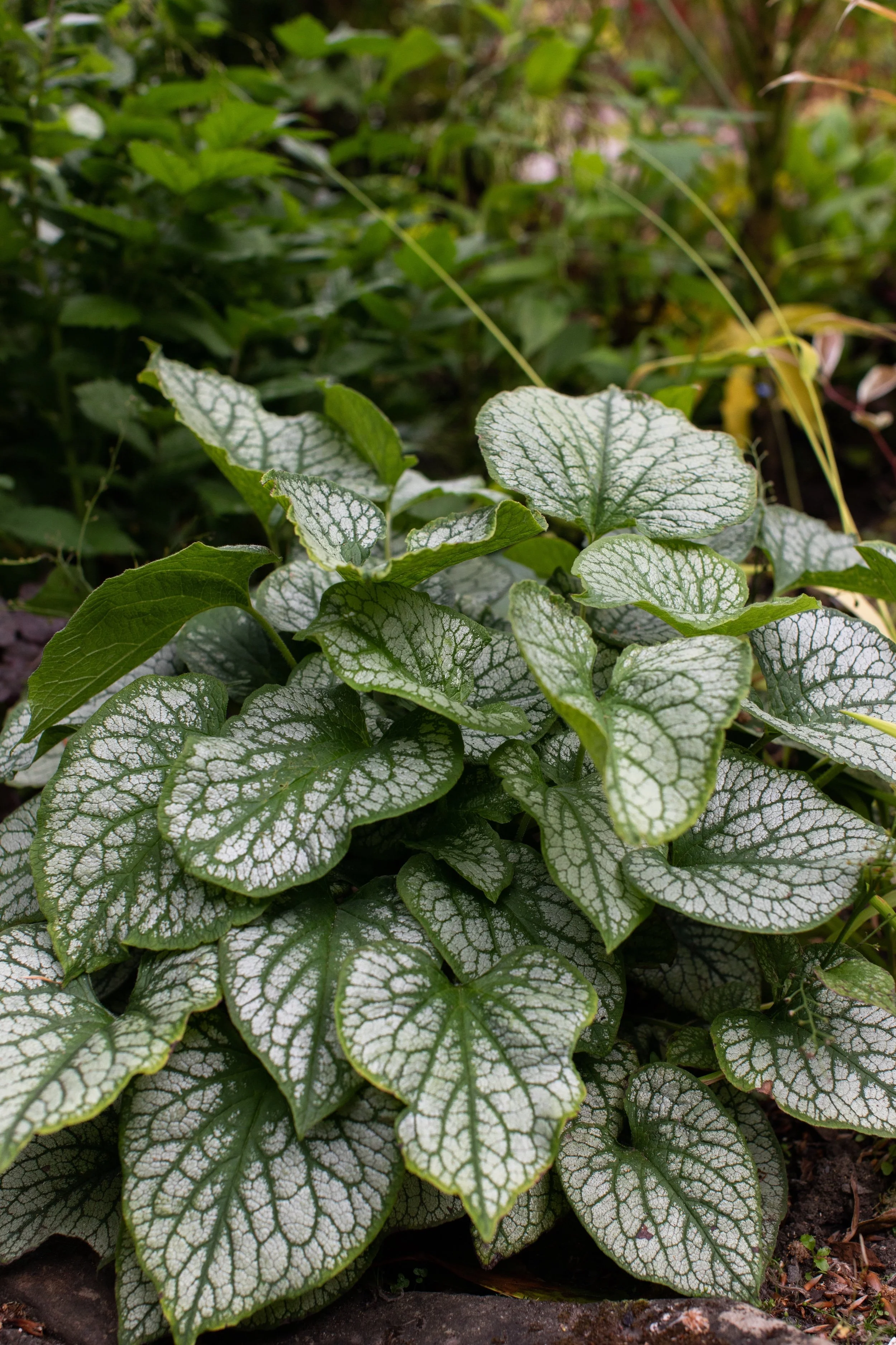 Plant guide: Brunnera macrophylla 'Jack Frost' — Victoria Wade